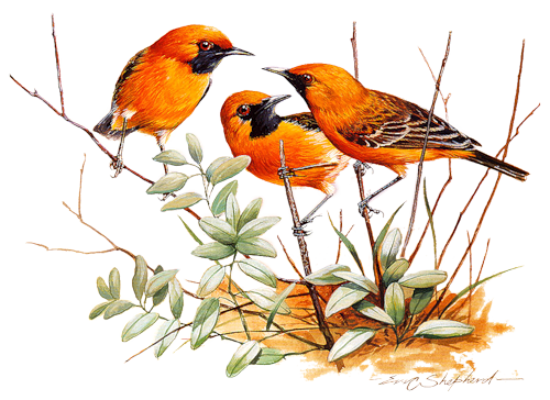 őszi állatok_165.png